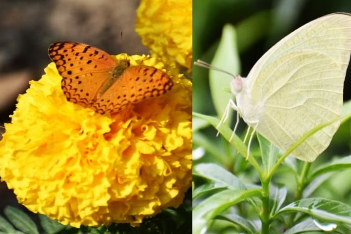 Pollinator Park (Biodiversity Park)