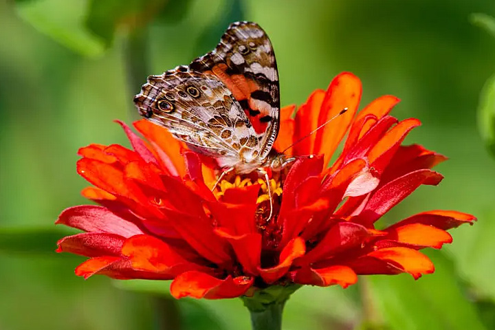 Pollinator Park (Biodiversity Park)