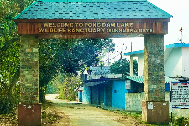 Pong Dam Lake Wildlife Sanctuary