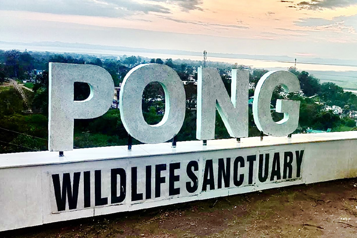 Pong Dam Lake Wildlife Sanctuary