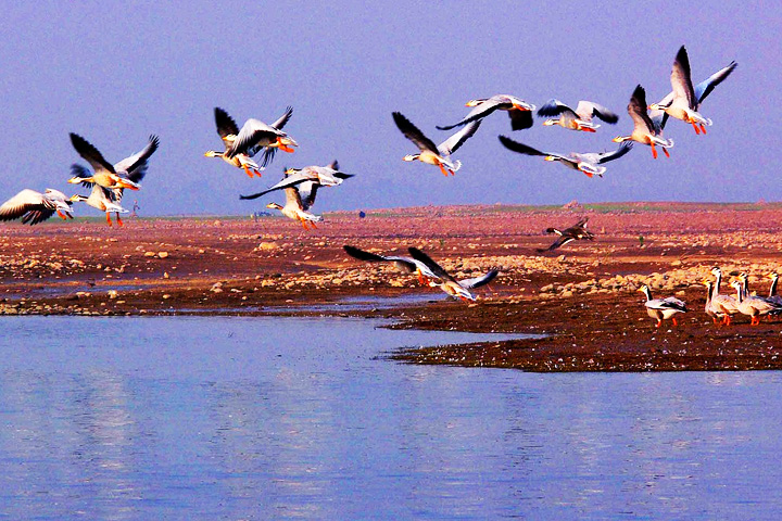 Pong Dam Lake Wildlife Sanctuary