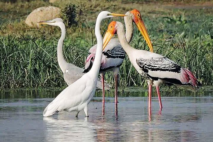 Pong Dam Lake Wildlife Sanctuary