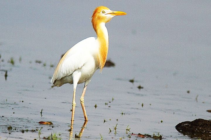 Pong Dam Lake Wildlife Sanctuary