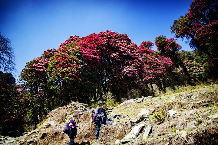 Rohini Bugyal Trek
