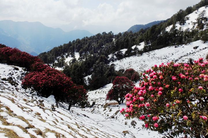 Rohini Bugyal Trek