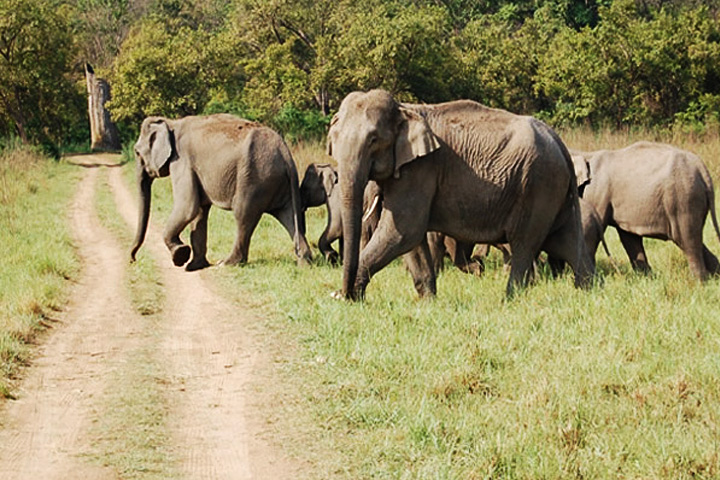 Sonanadi River Wildlife Sanctuary