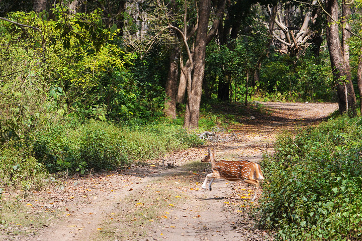 Sonanadi River Wildlife Sanctuary