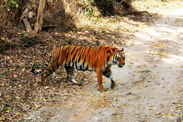 Sonanadi River Wildlife Sanctuary