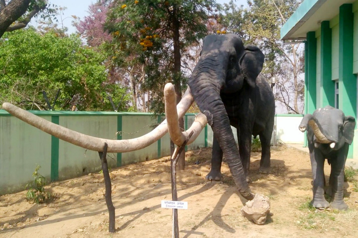 Suketi (Shivalik) Fossil Park