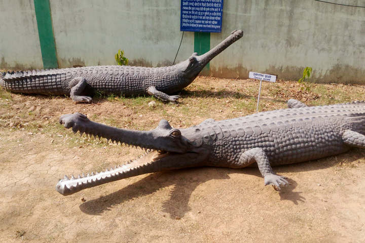 Suketi (Shivalik) Fossil Park