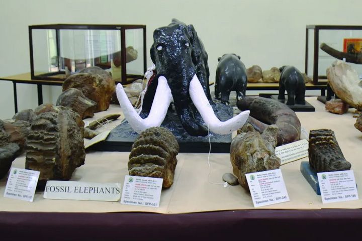 Suketi (Shivalik) Fossil Park