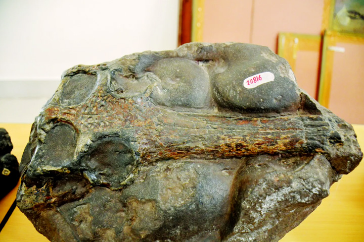 Suketi (Shivalik) Fossil Park