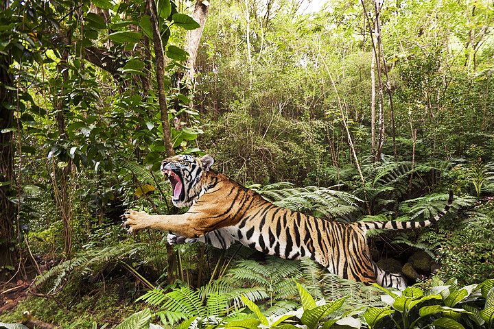 Tiger View Jungle Camp