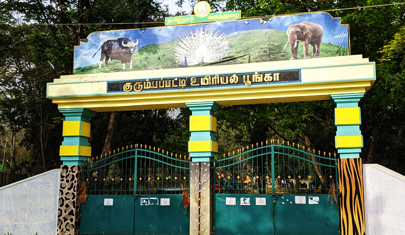 White Peafowl-Kurumbapatti Zoological Park