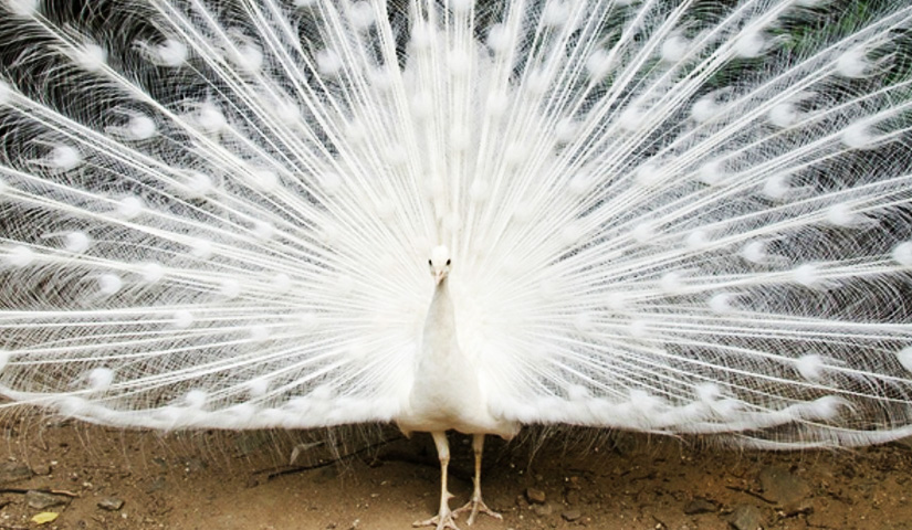 White Peafowl-Kurumbapatti Zoological Park