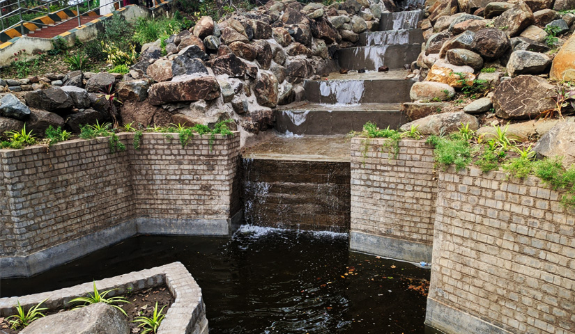 White Peafowl-Kurumbapatti Zoological Park