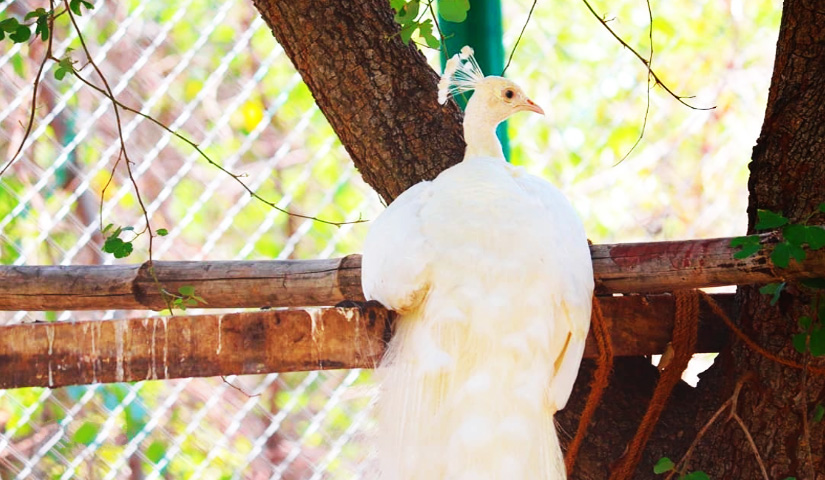 White Peafowl-Kurumbapatti Zoological Park
