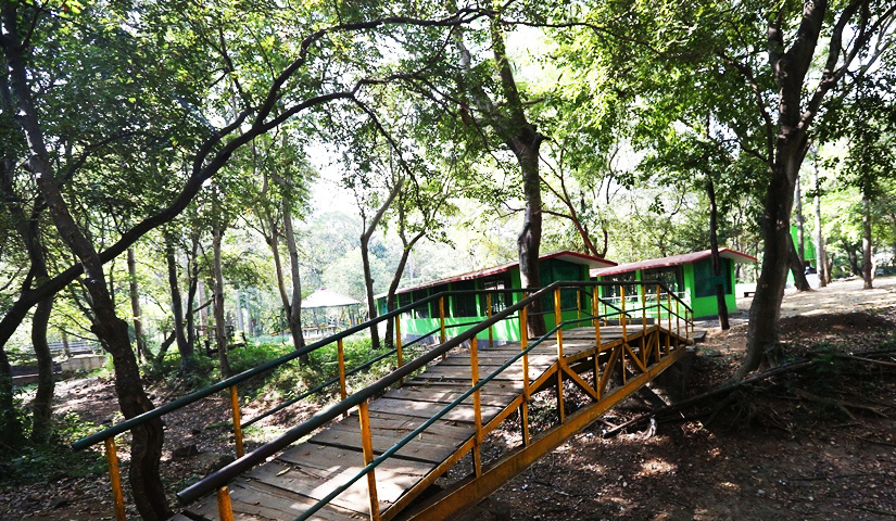 White Peafowl-Kurumbapatti Zoological Park