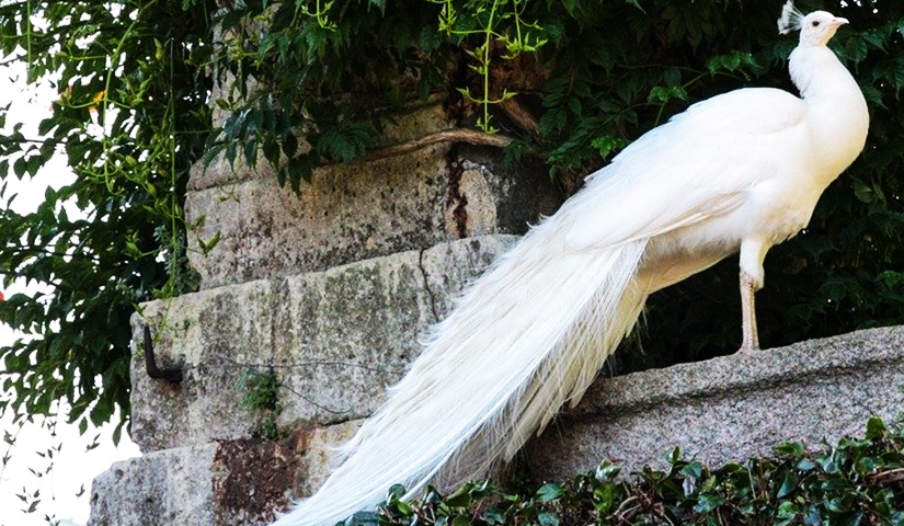 White Peafowl-Kurumbapatti Zoological Park