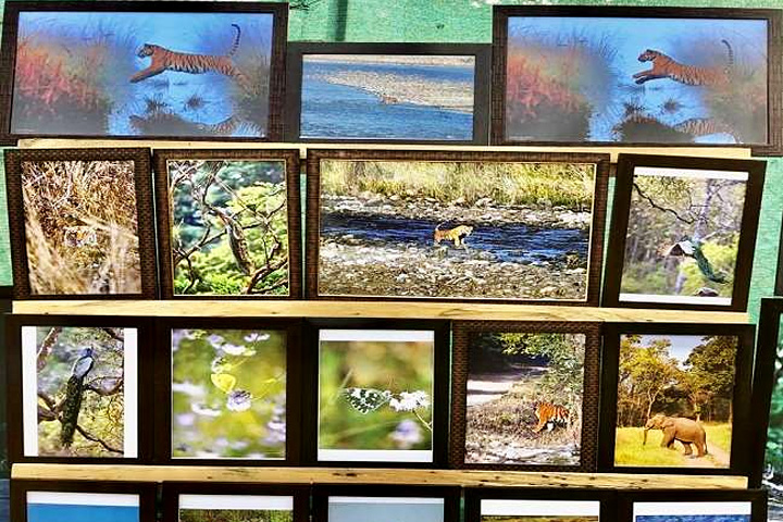Wildlife Art Gallery