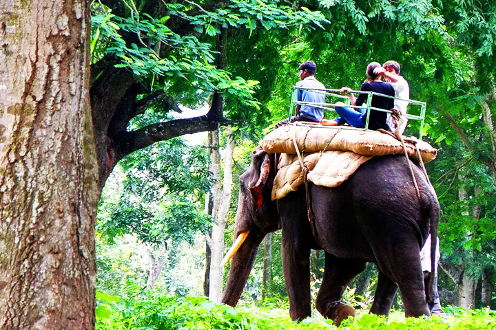 Animal Safari