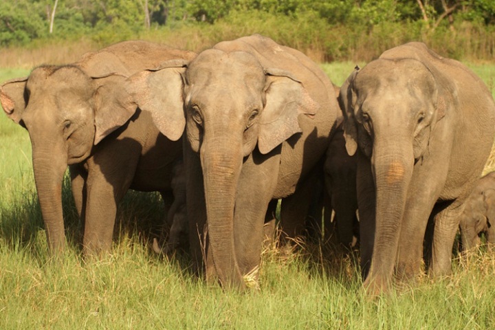 1521691351551-jim-corbett-national-park.jpg