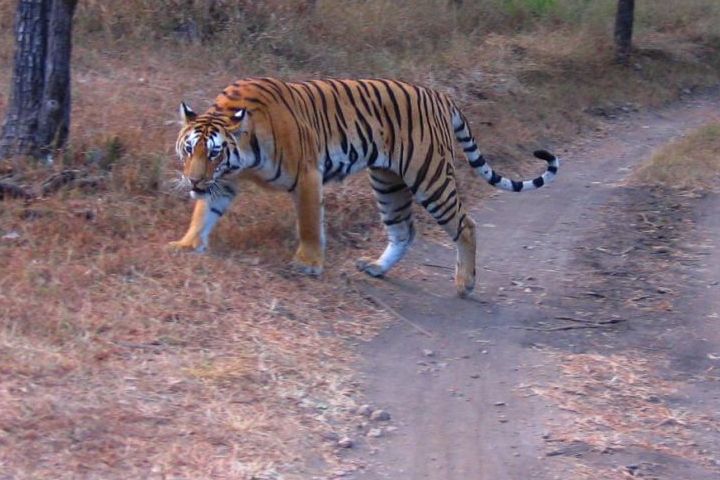 1522133587861-Buxa-Tiger-Reserve.jpg