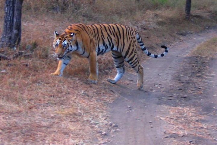 1522133587861-Buxa-Tiger-Reserve.jpg