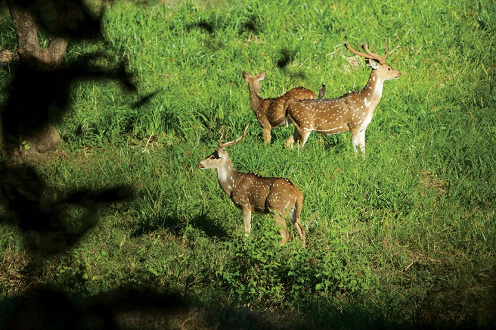 1522918106283-Parambikulam-Wild-life-Sanctuary.jpg