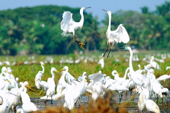 1523333367097-Kumarakom-Bird-Sanctuary.jpg