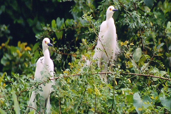 1523333924285-kumarakom-bird-sanctuary.jpg