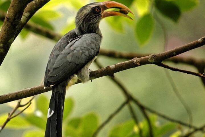 1528262929920-Thattekkadu-Bird-Sanctuary.jpg