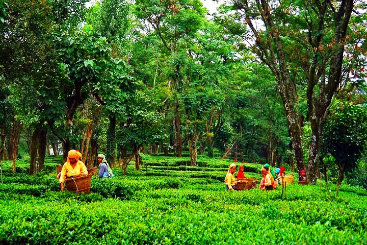 Bir Tea Factory