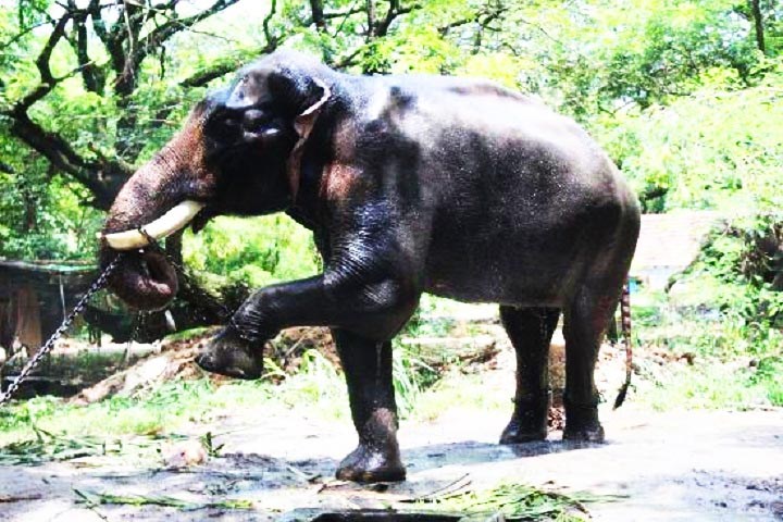 Elephant Camp Sanctuary