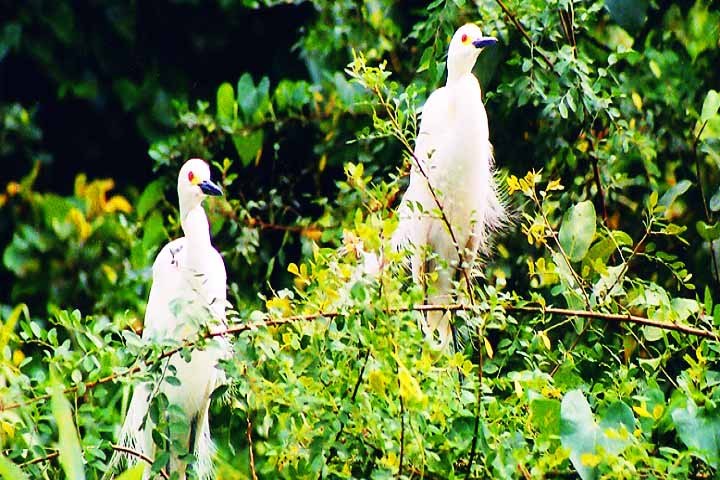 Kumarakom Bird Sanctuary