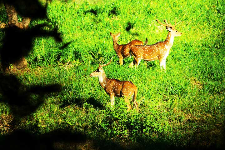 Parambikulam Wild life Sanctuary
