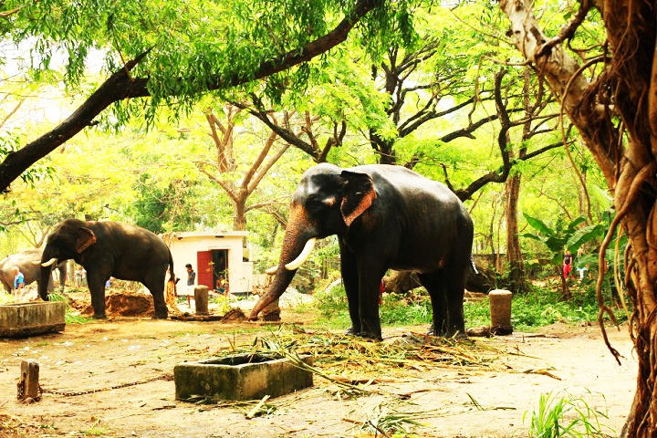 Punnathur Kotta