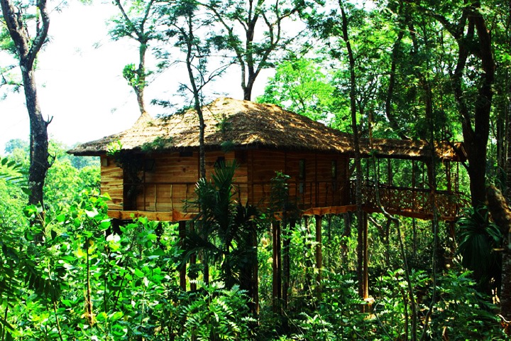 Bamboo Forests