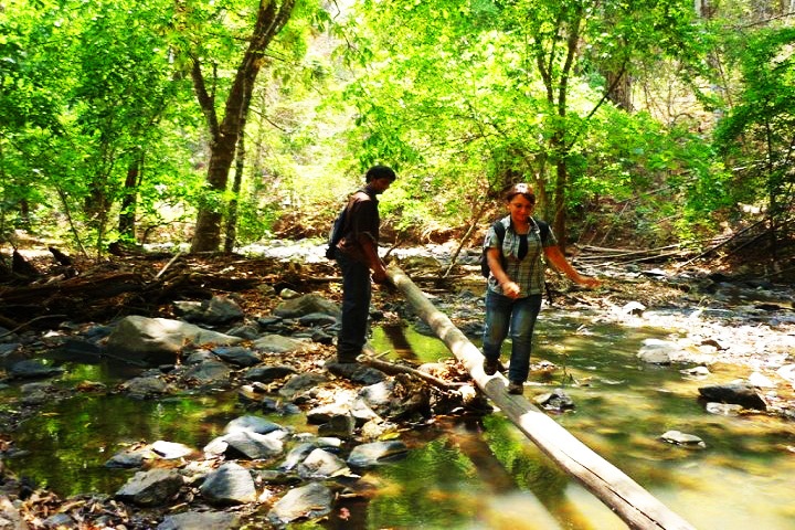 Shiroli