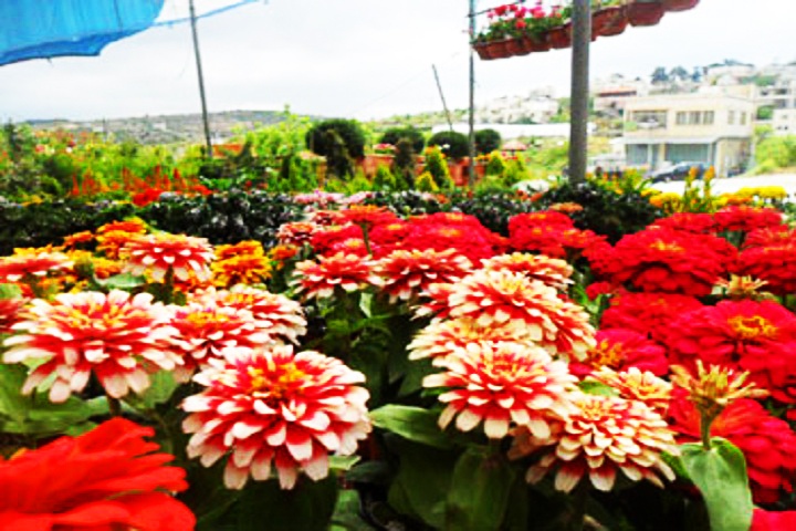 Mayuri Nursery