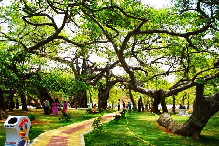 Pillalamarri Banyan Tree