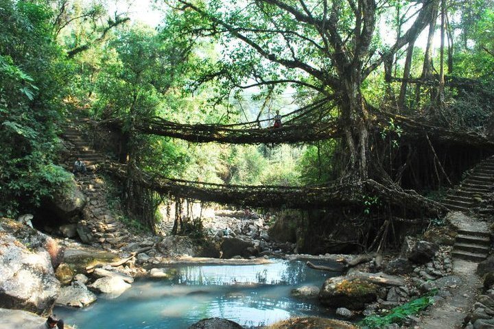 Double Decker Living Root Bridge