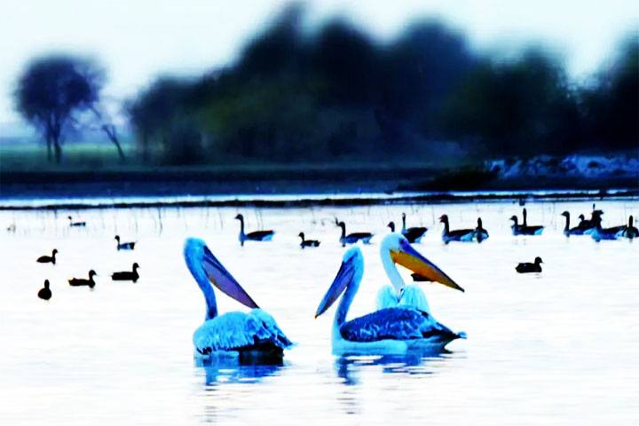 Gatolav Pond