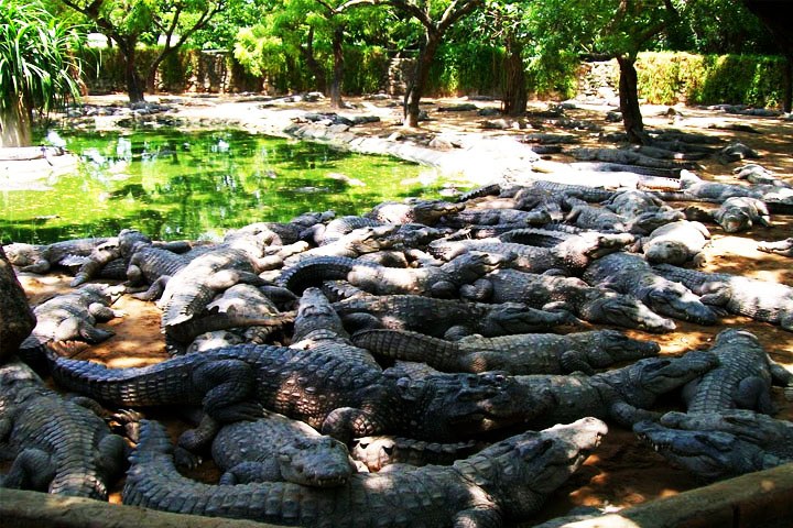 The Madras Crocodile Bank.