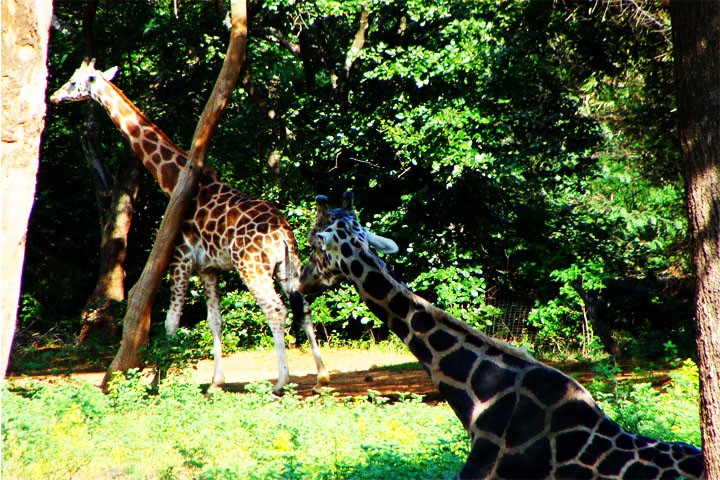 Arignar Anna Zoological Park