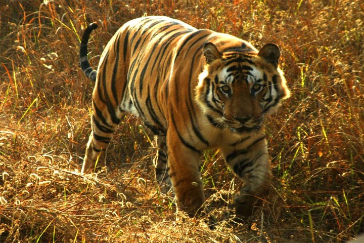 Anamalai Tiger Reserve