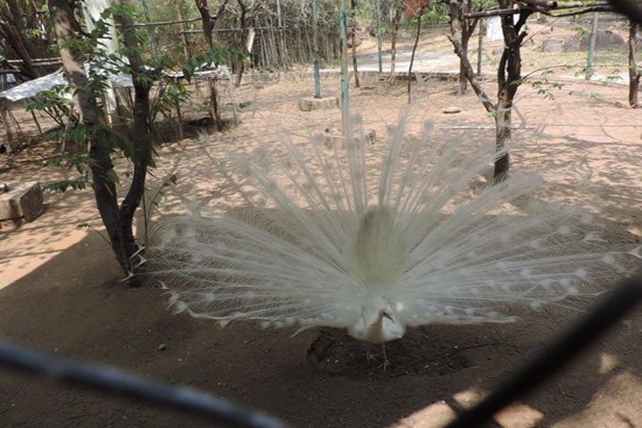 White Peafowl-Kurumbapatti Zoological Park