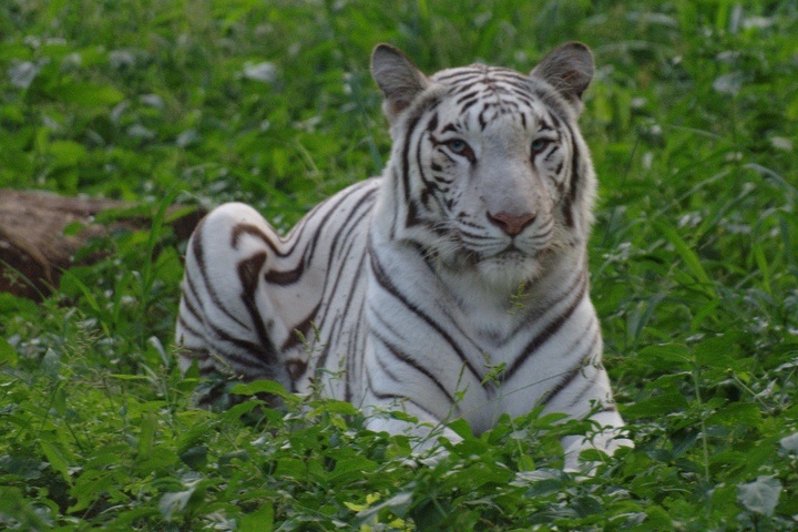 Bir Talab Zoo Bathinda