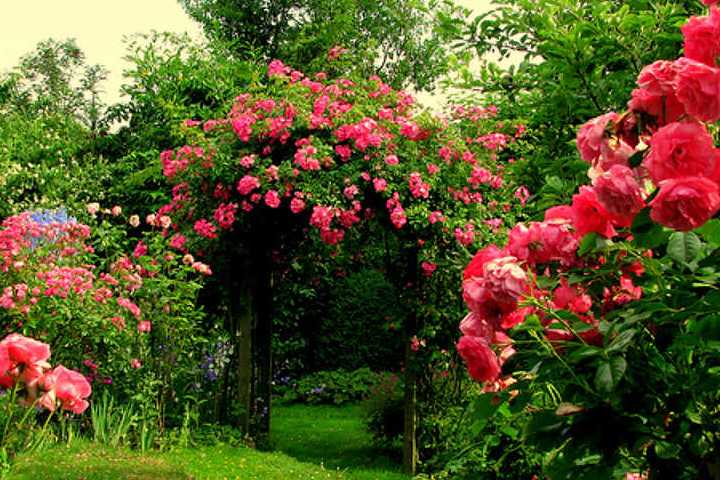 Nehru Rose Garden