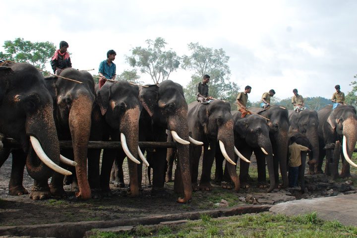 Theppakadu Elephant Camp